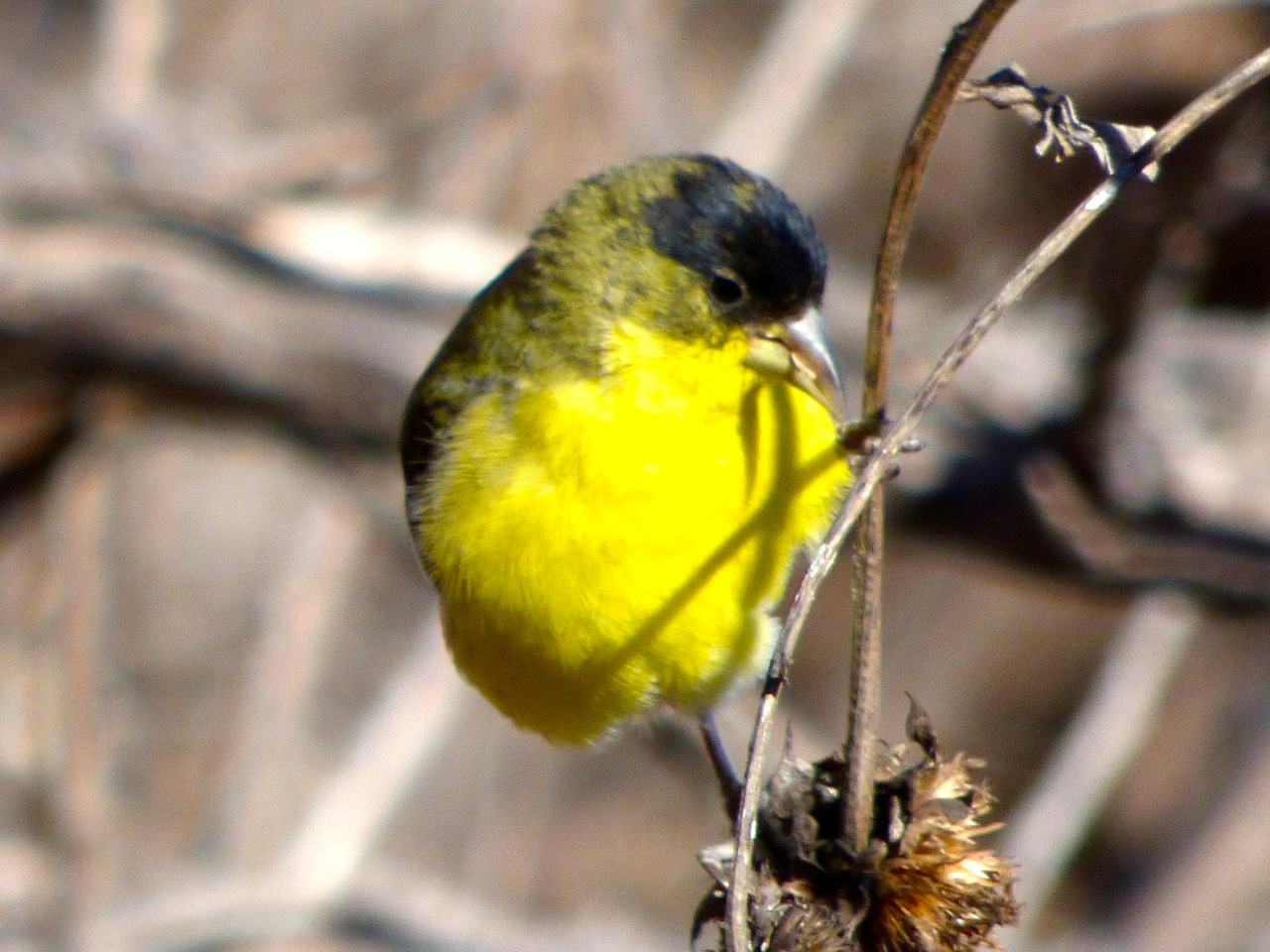 Lesser goldfinch