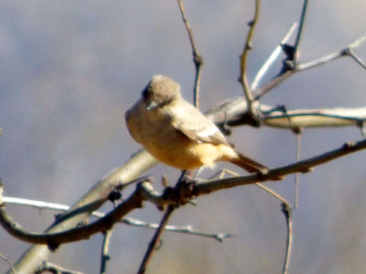 Mystery bird