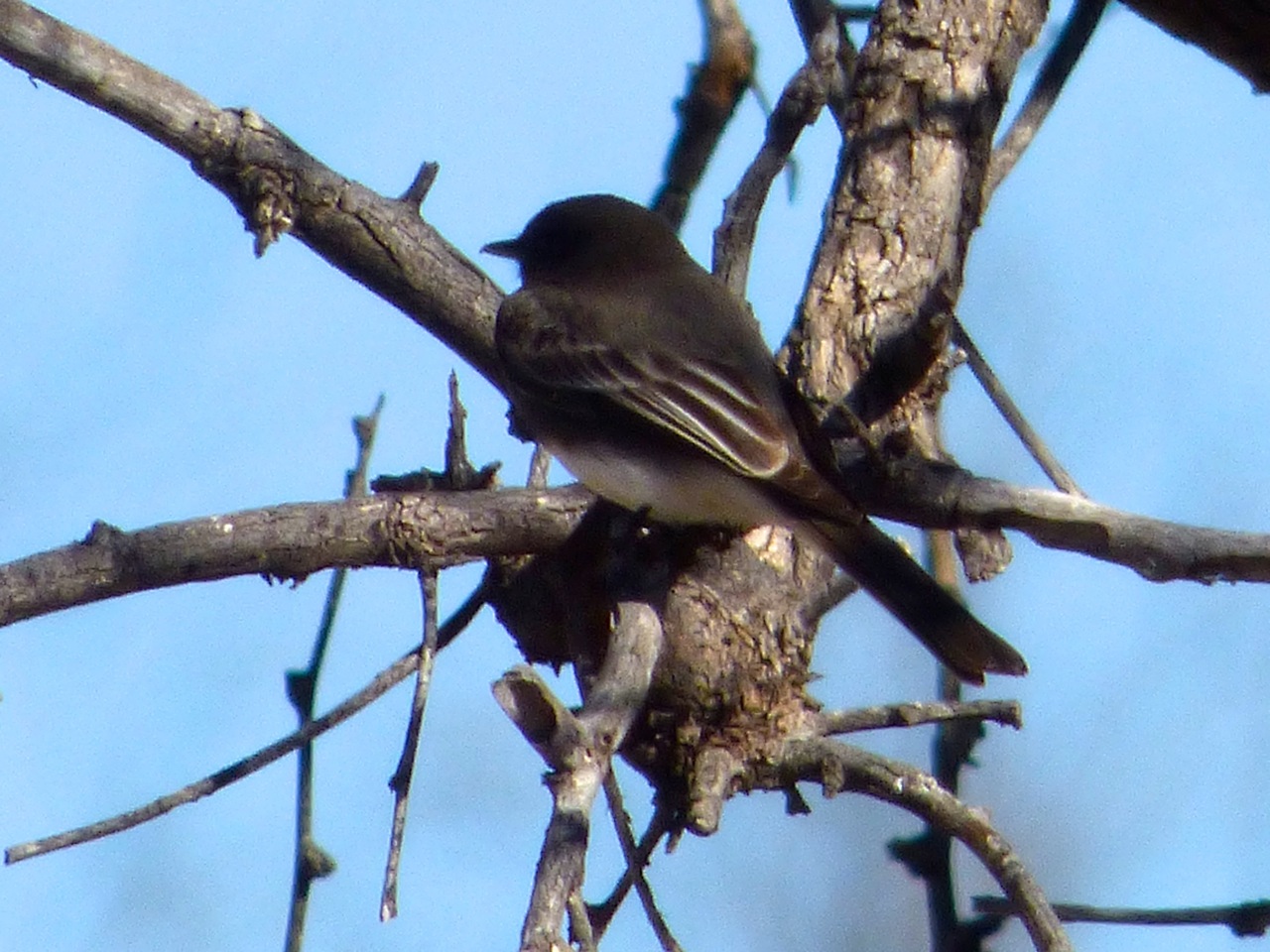 Mystery bird 2