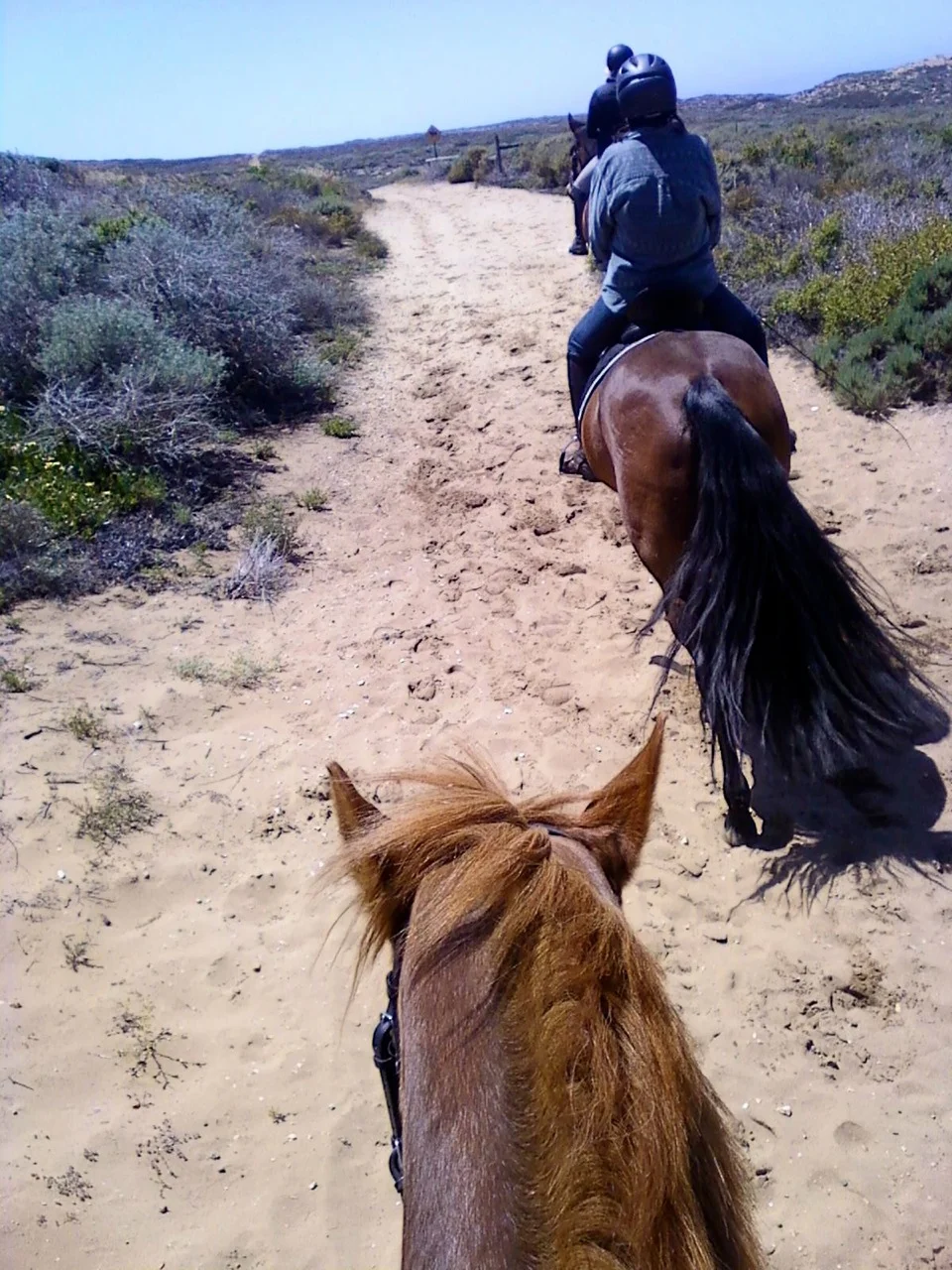 My friend Maria took this one. That's her horse Sullivan at the bottom of the frame. I'm just ahead on the horse with the AMAZING TAIL (sorry).