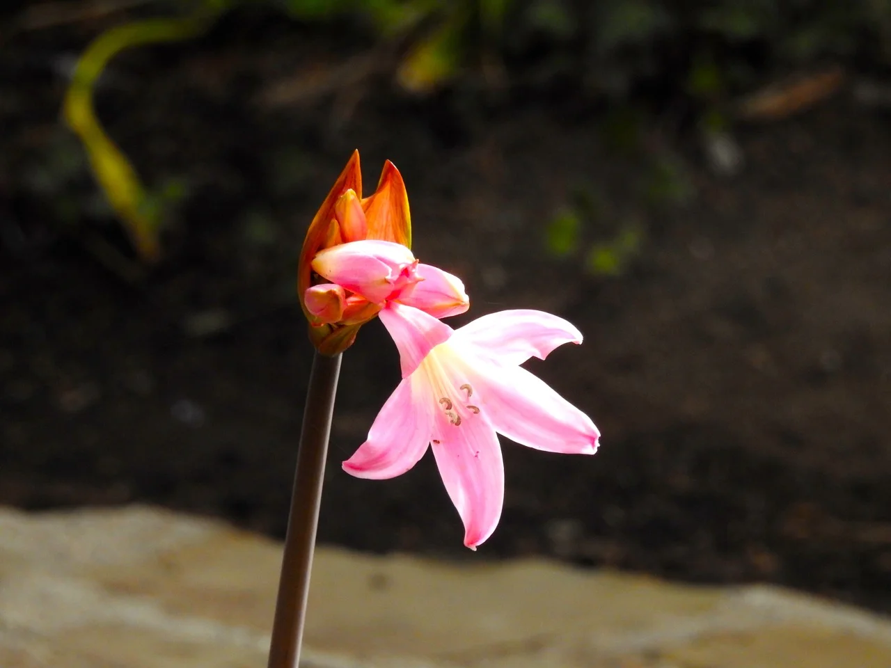DSCN7915.jpg