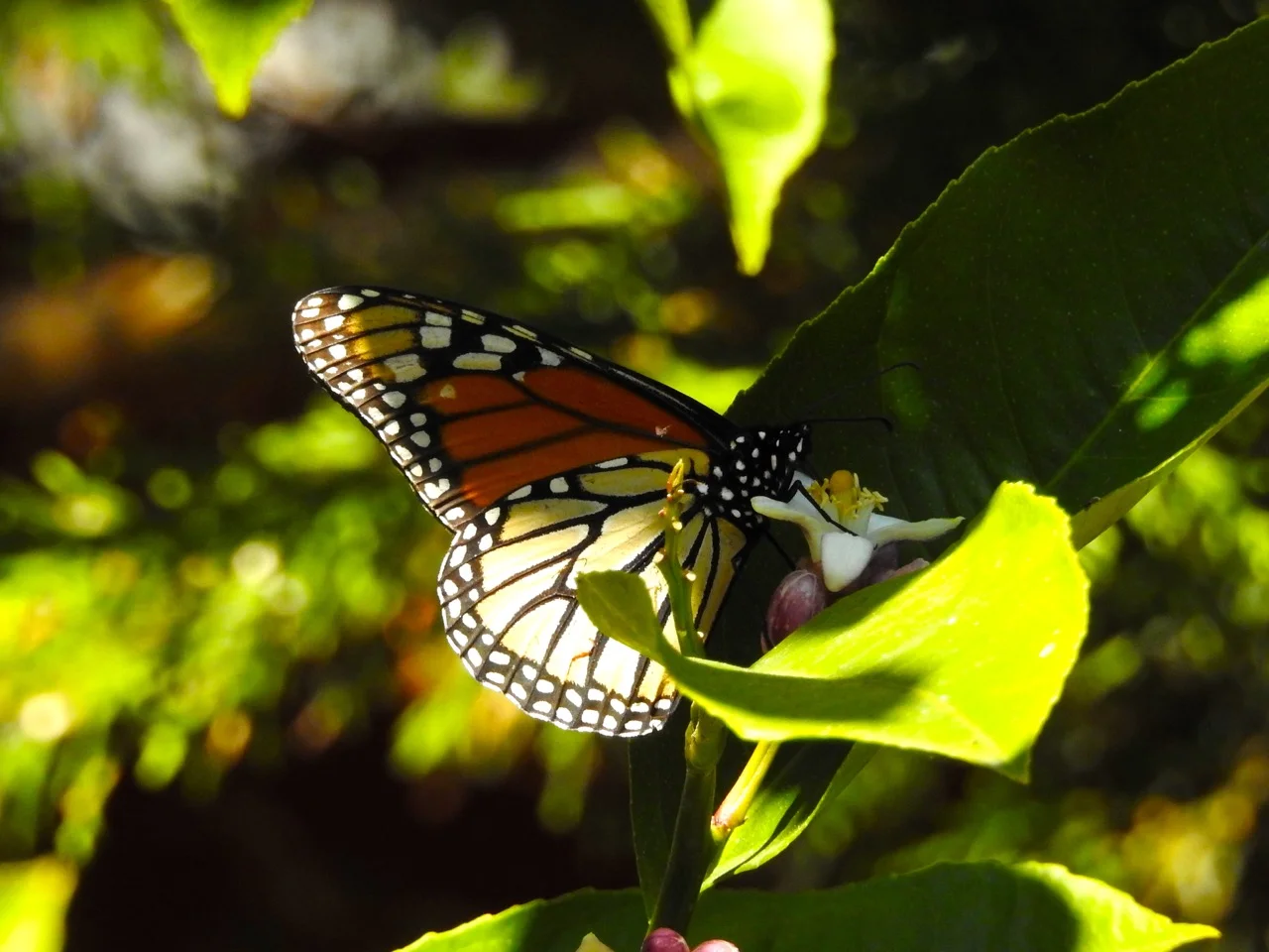 DSCN7876.jpg