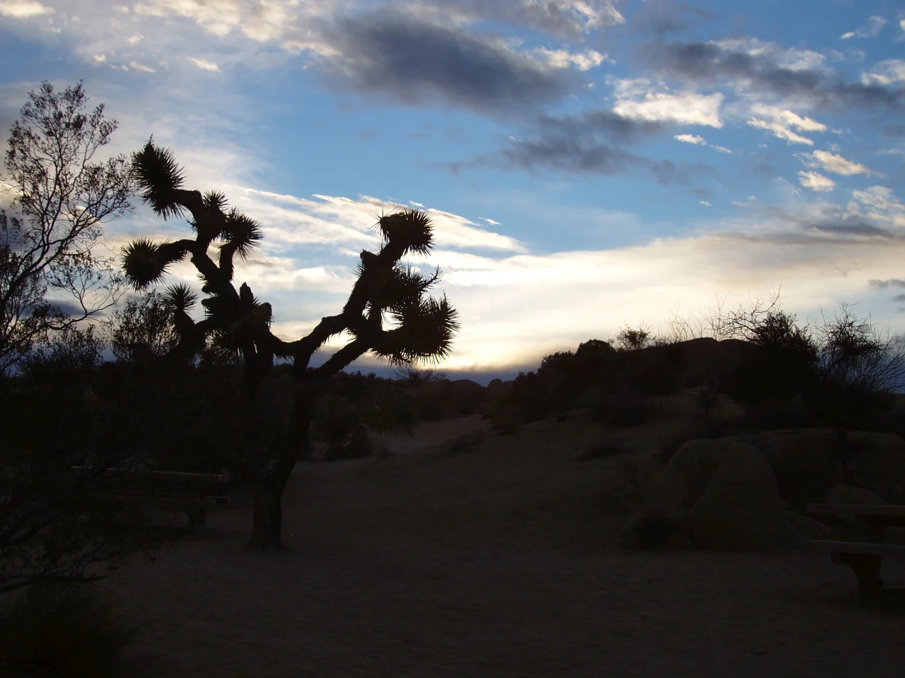 Joshua Tree 1
