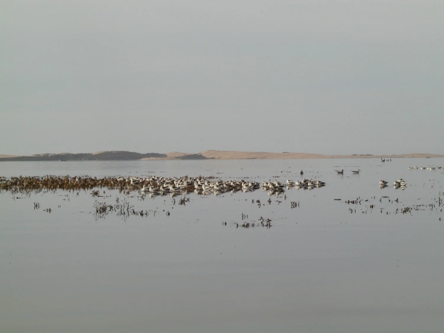 Flock from a distance.jpg
