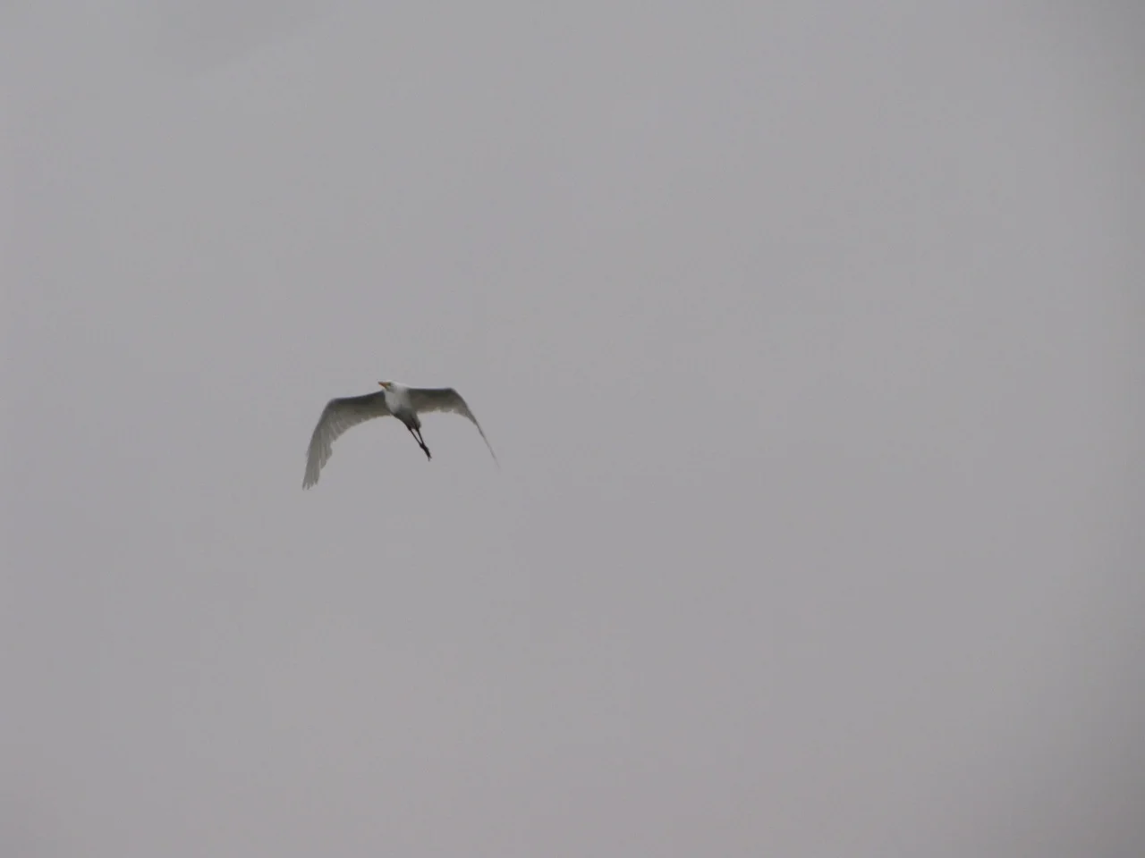 IMG_4323.jpg