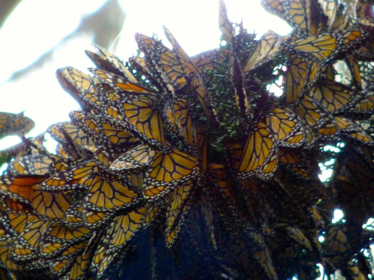 P1000077.jpg