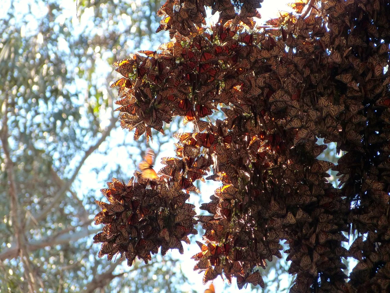 P1120554.jpg