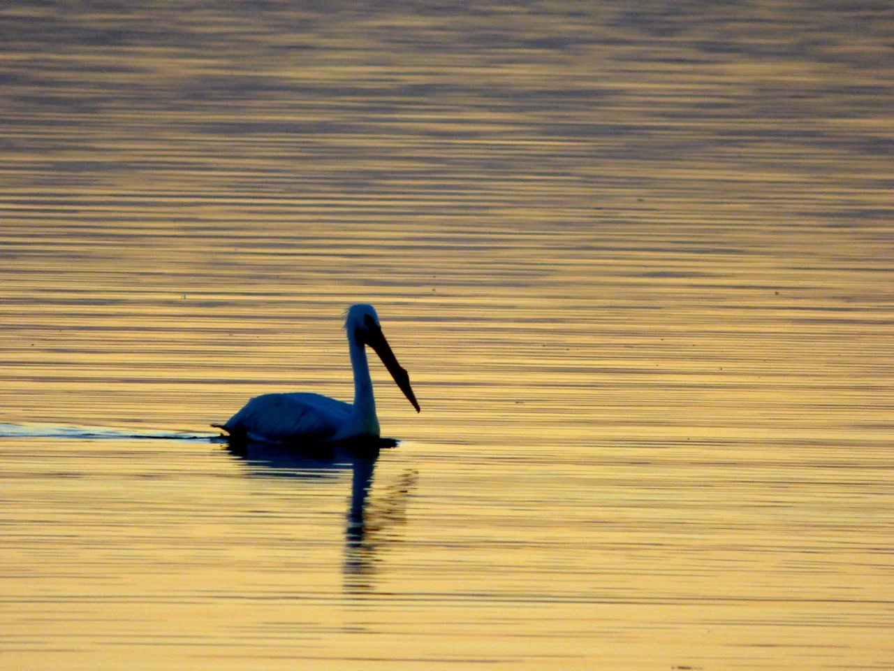 P1000877.jpg