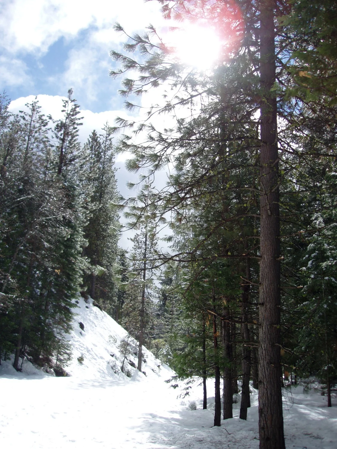 Snowshoeing the road to Mariposa Grove-1.jpg