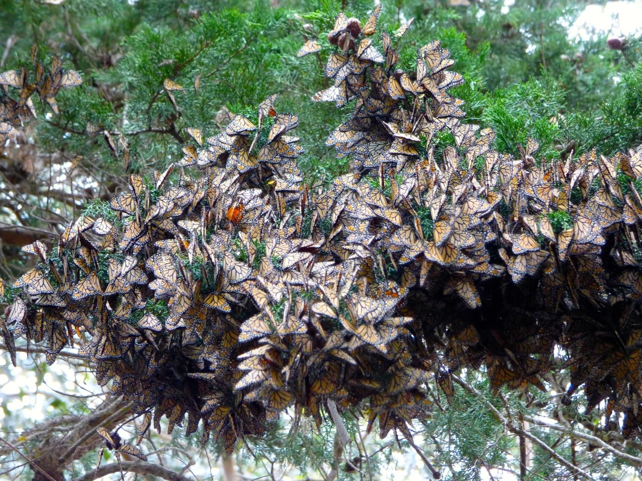 P1000033.jpg