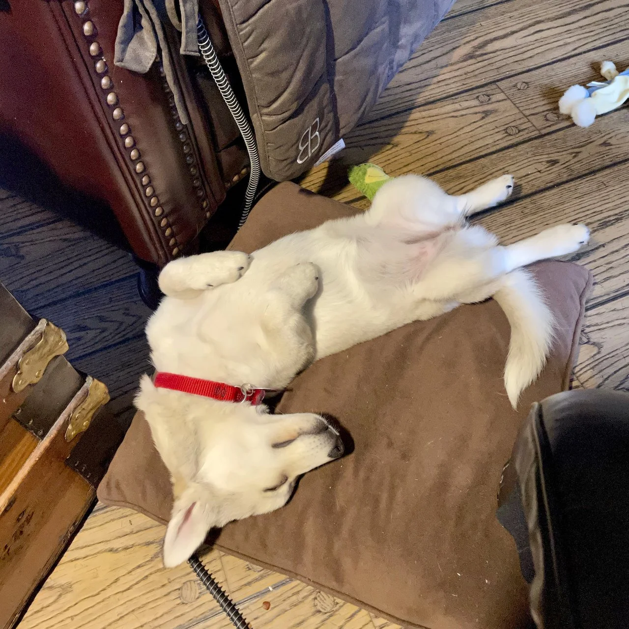 IMG_8066D.jpeg
