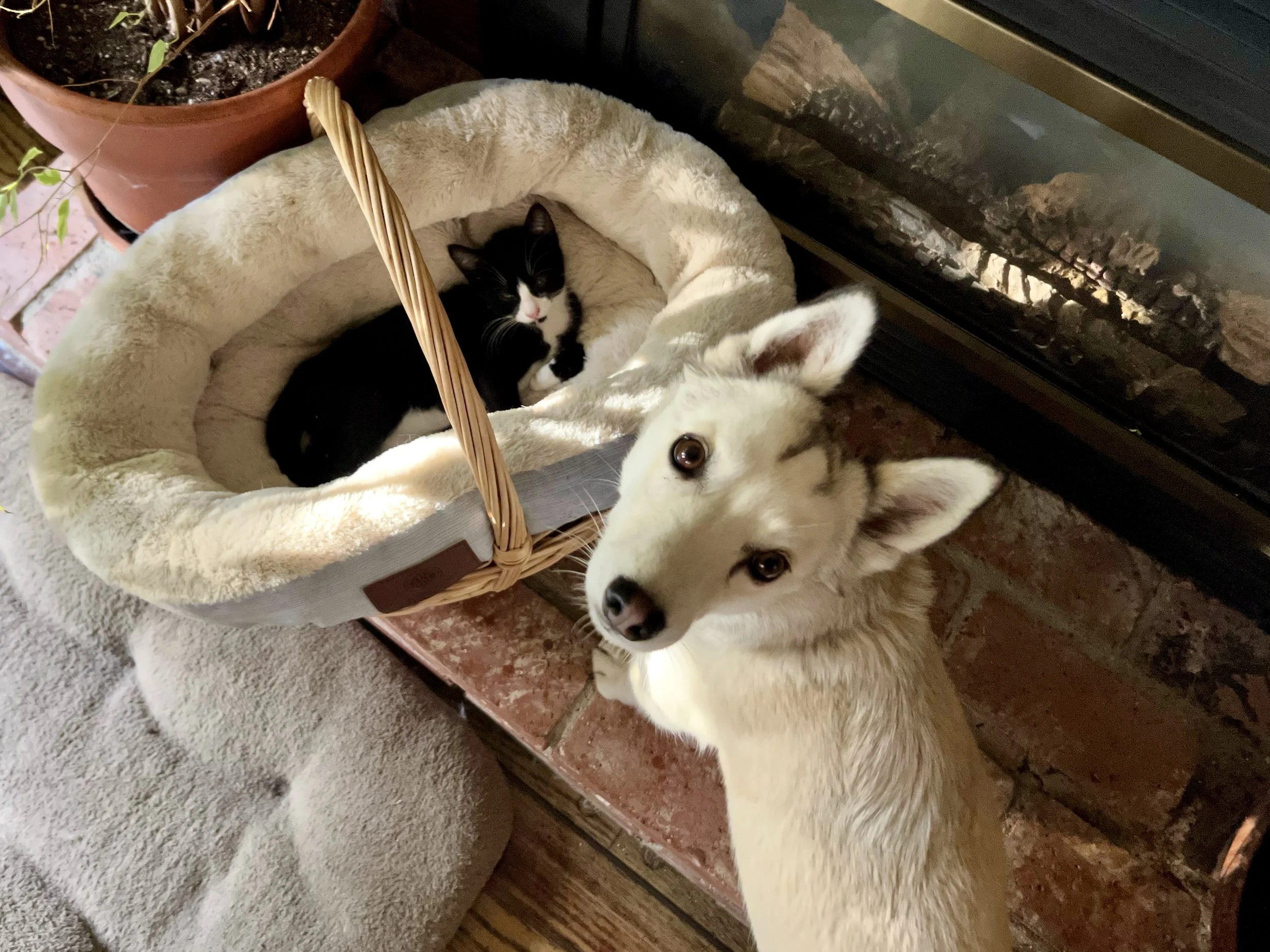 New kitten 7.JPG