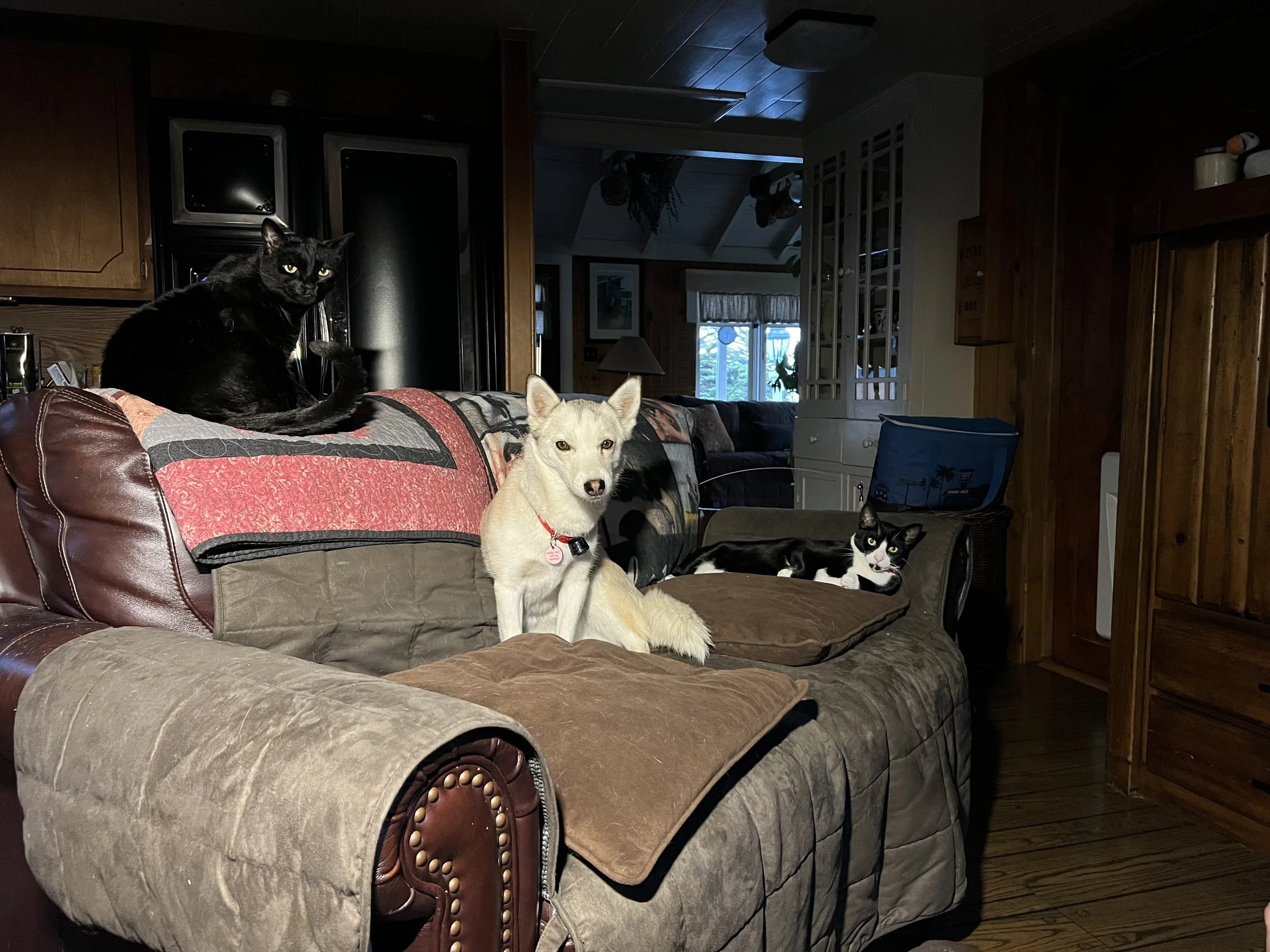Pets 0.jpeg