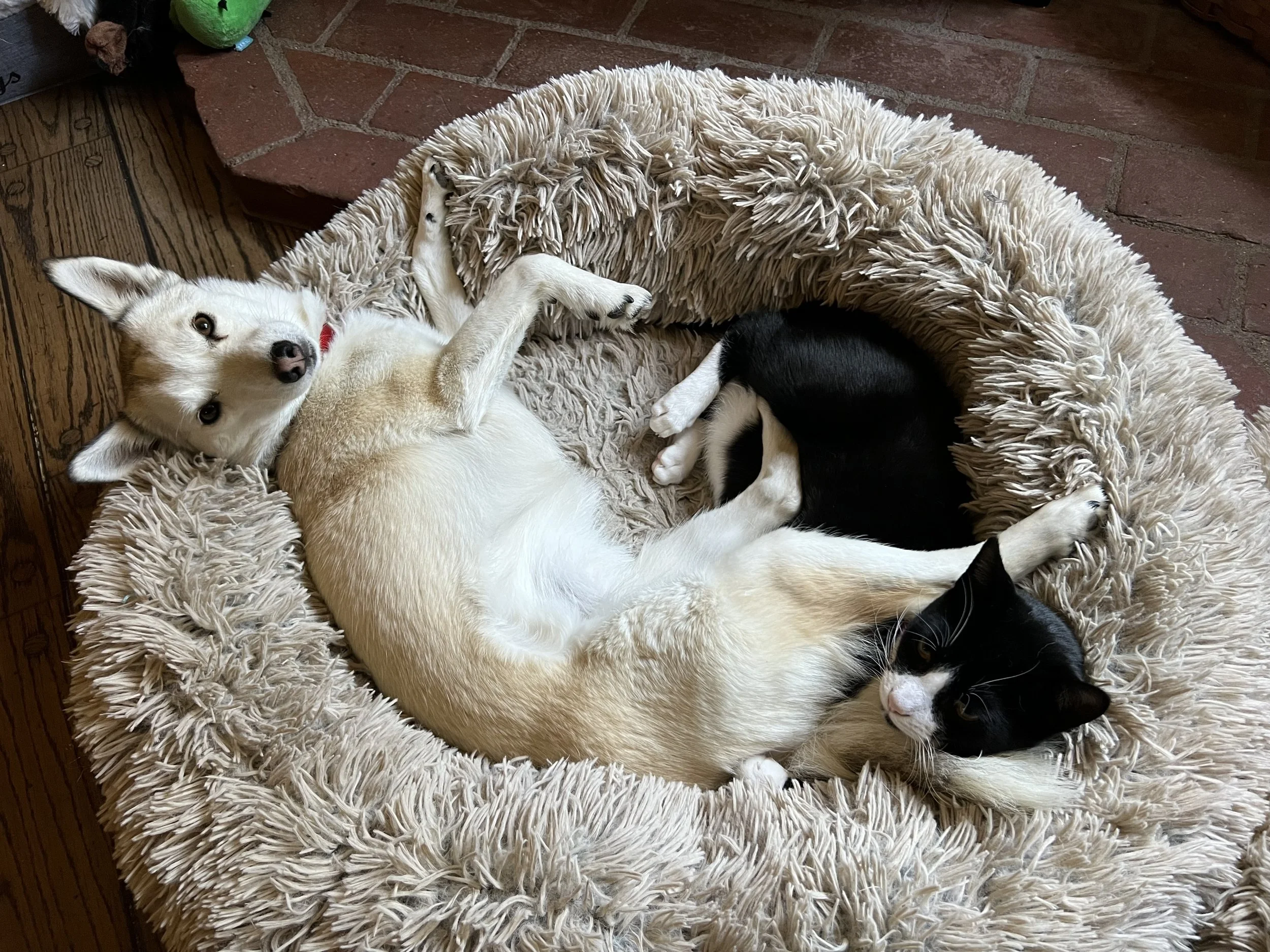 Getting along 6.jpeg
