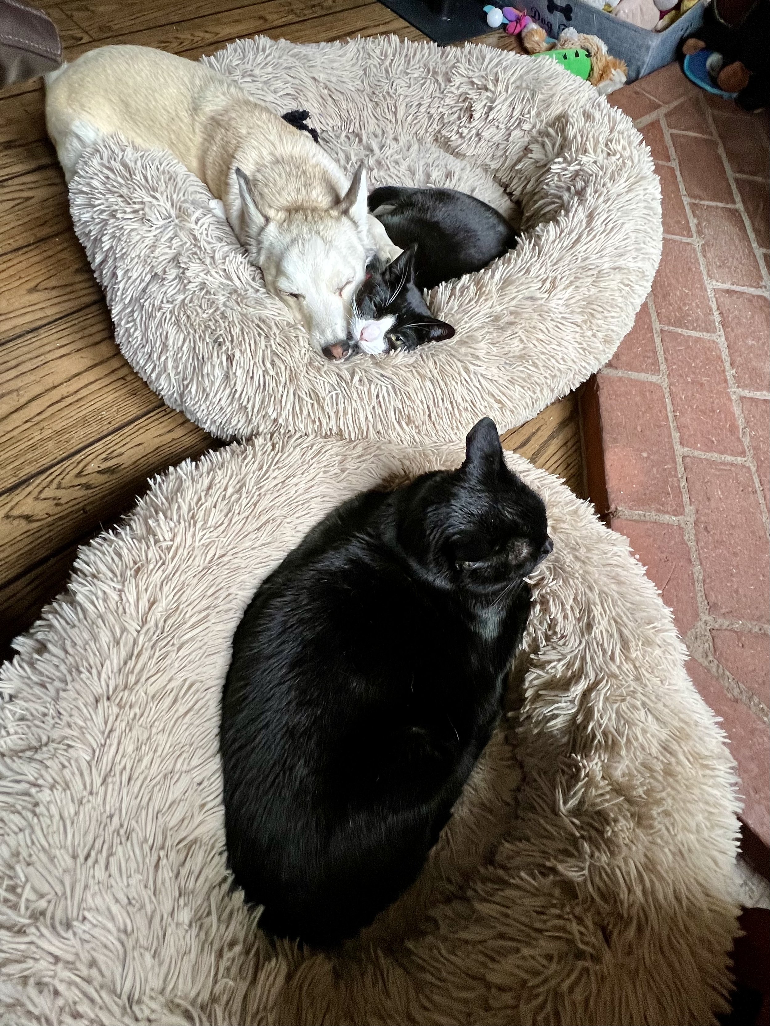 Getting along 1.jpeg