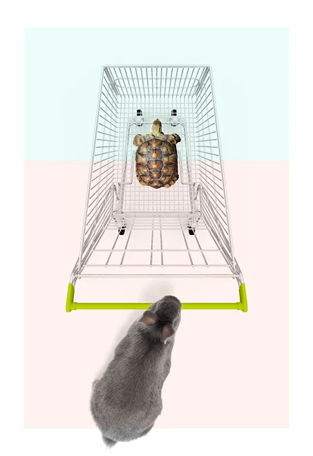 Day 757 - Ours Landon Beamer Q: Who would win: the tortoise or the hare? FYI the tortoise has a shopping cart & the hare has a scooter.