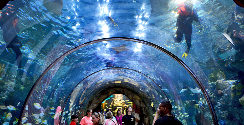 Aquarium of The Americas