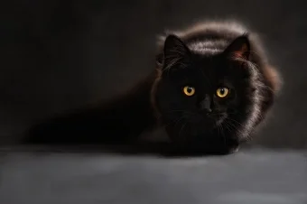 cat-silhouette-cats-silhouette-cat-s-eyes.jpg