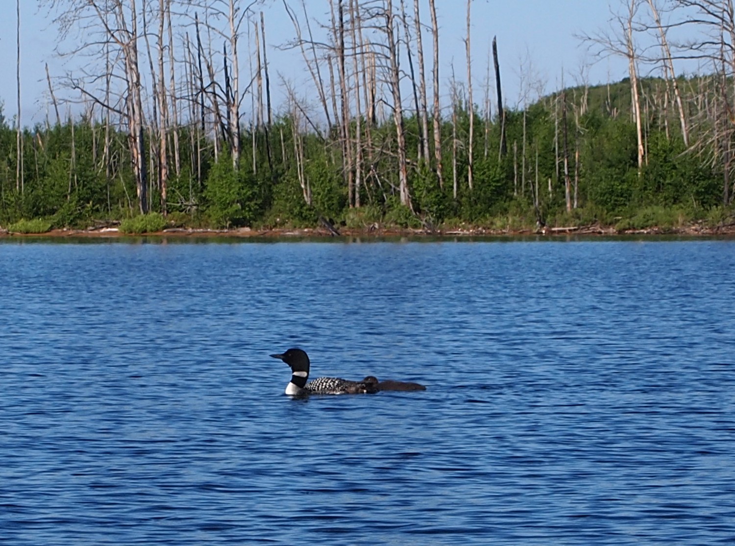 loon mama2.jpg