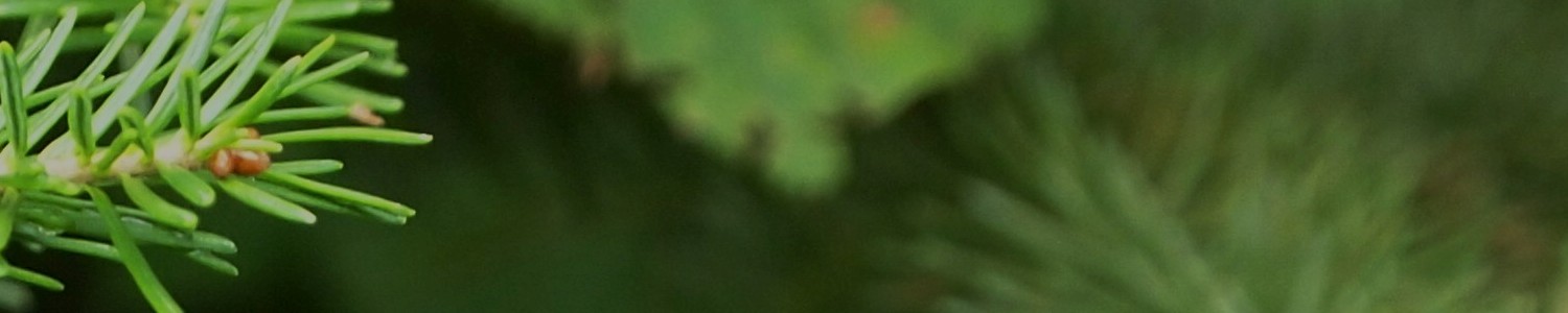 balsambanner3.jpg