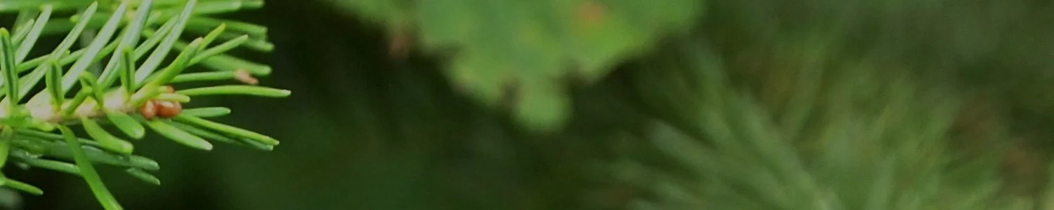 balsambanner3.jpg