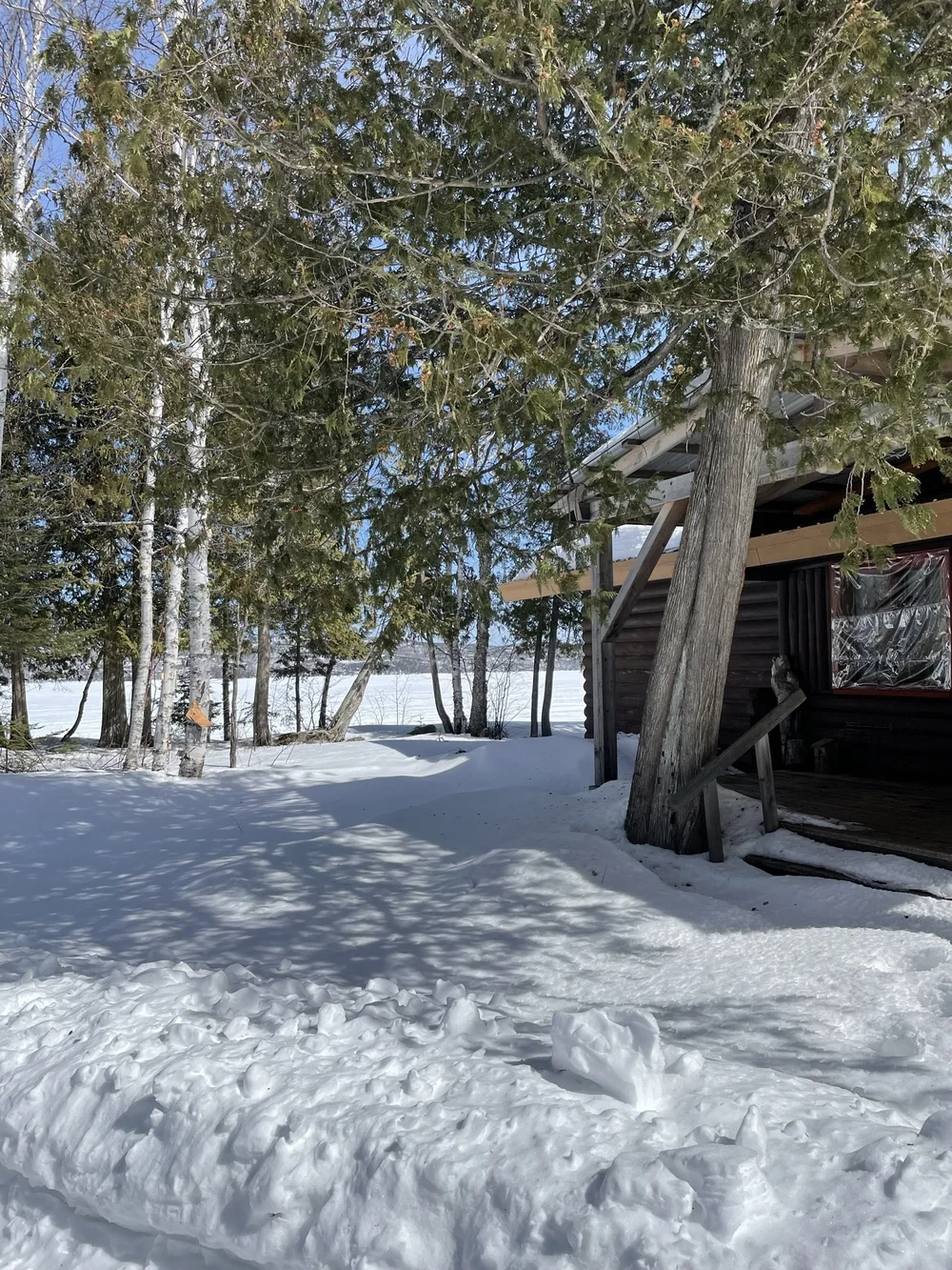 Notebook: Observations from our Place in the Woods — Heston's Lodge