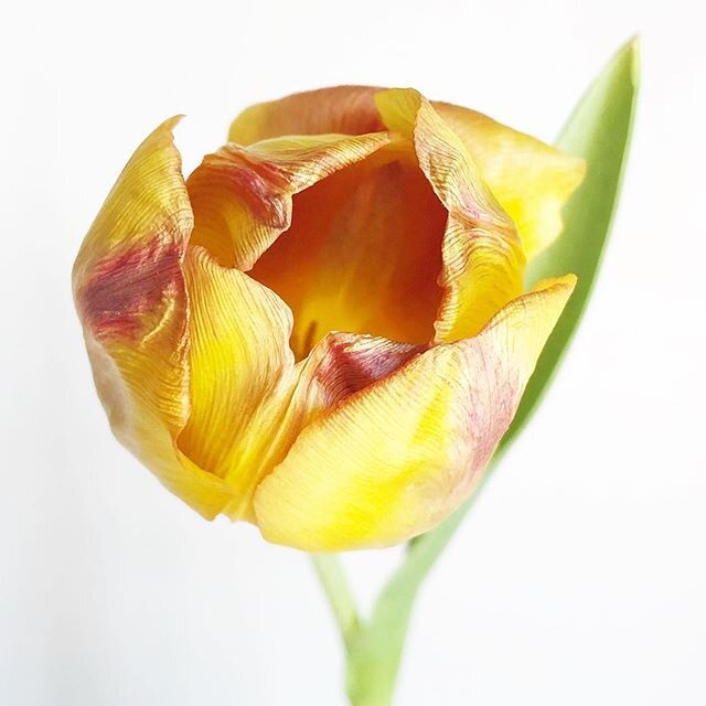 I love yellow and I love tulips. #flowers #yellow #photography #garden