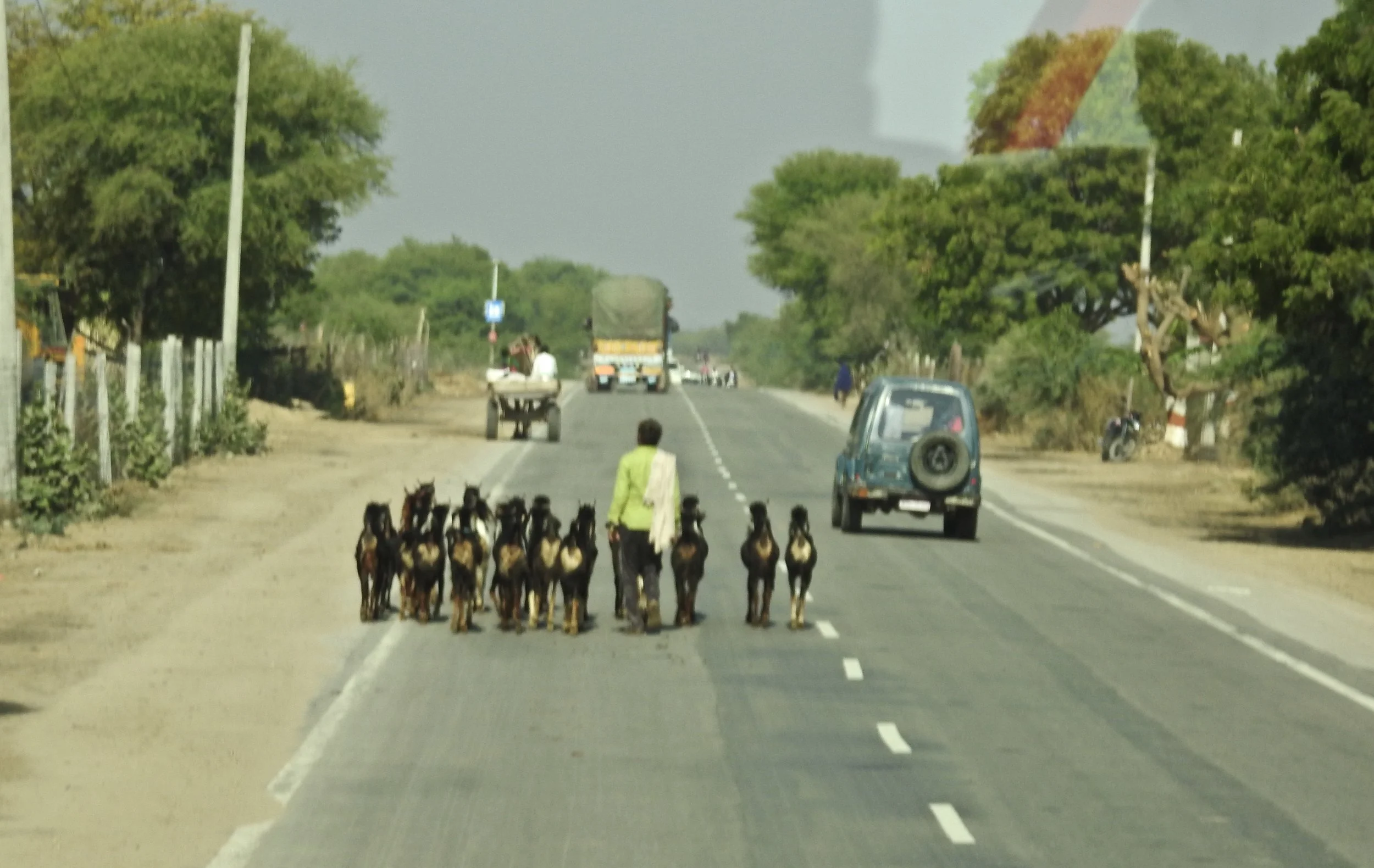 Goats, camel, truck and car - typical road scene