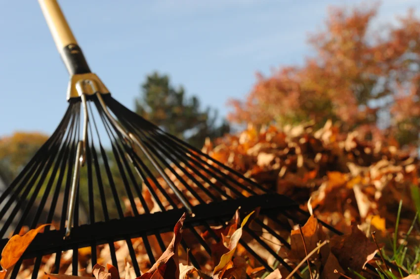 rake-leaves.jpg