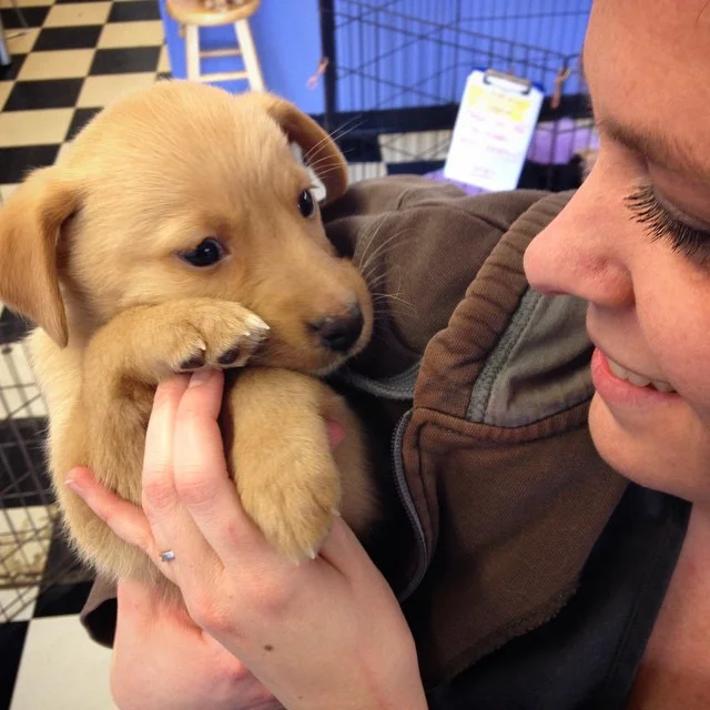  One of the many puppies Sarah has adopted out over the last 5 months. 