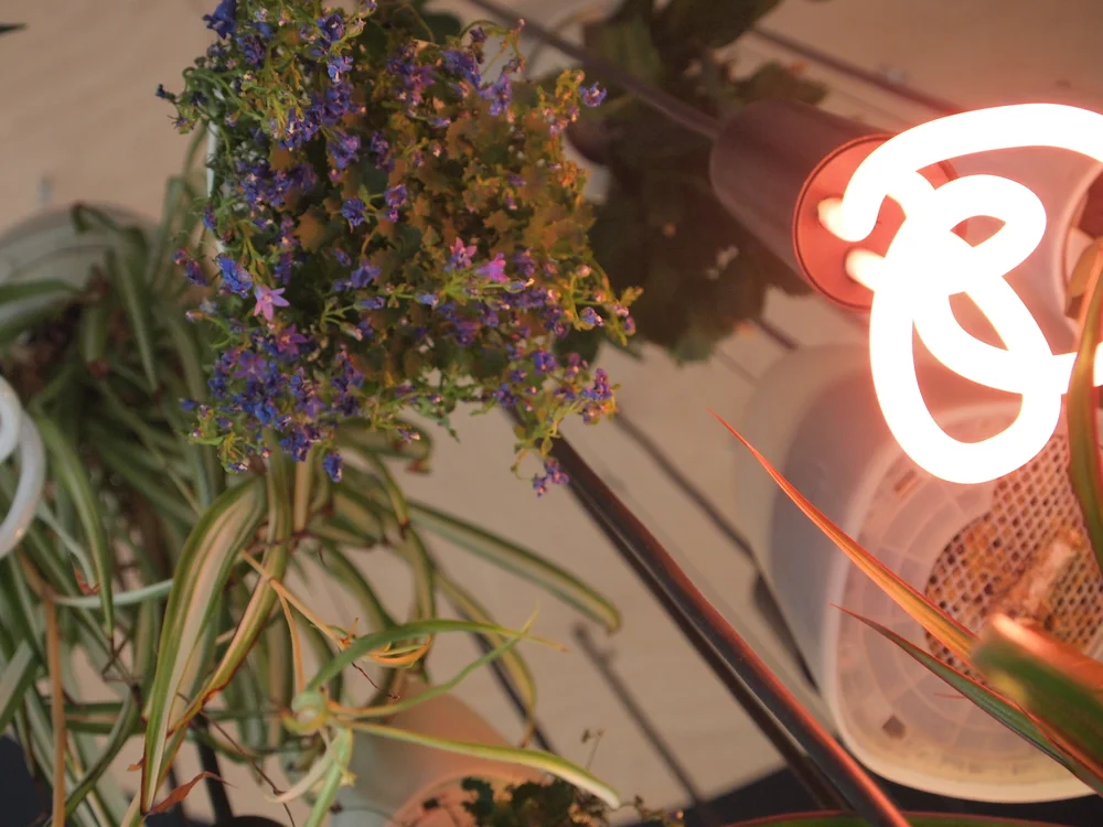 What kind of thought partner are you?