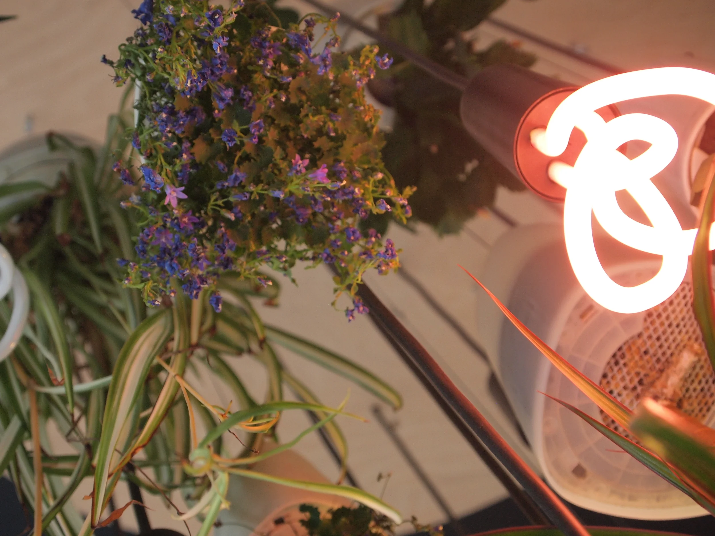 Cultures of Innovation