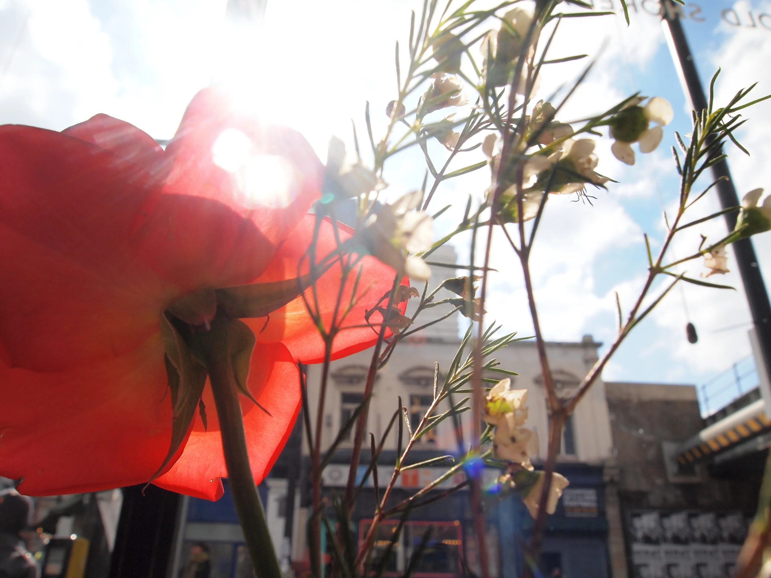 P4066716 - Red Flower.jpeg