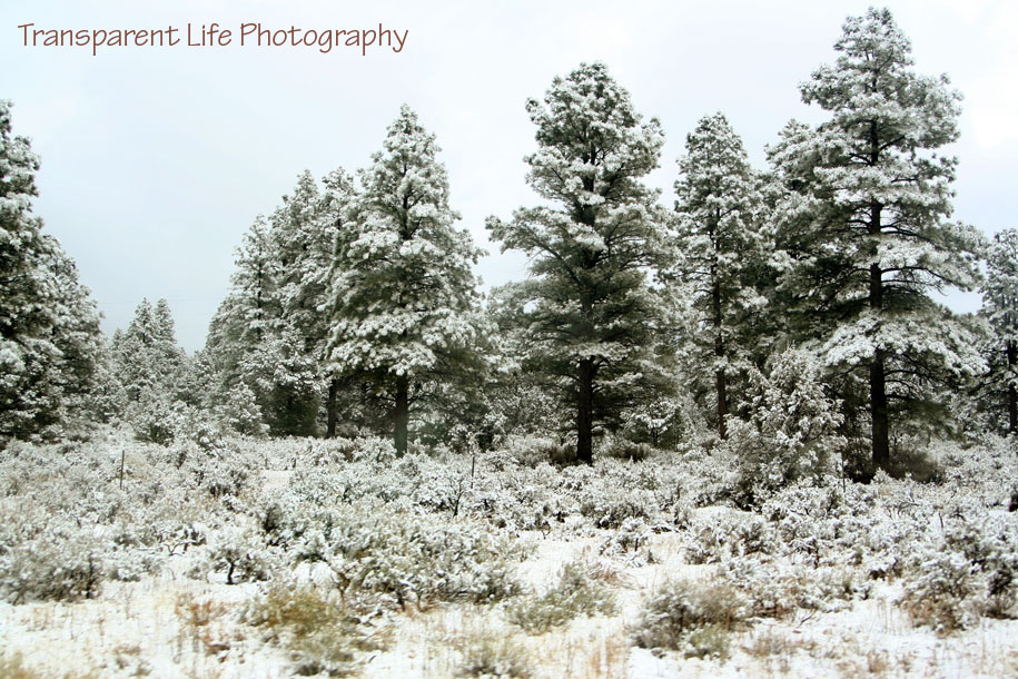 2010 Grand Canyon Trip for facebook 007.jpg
