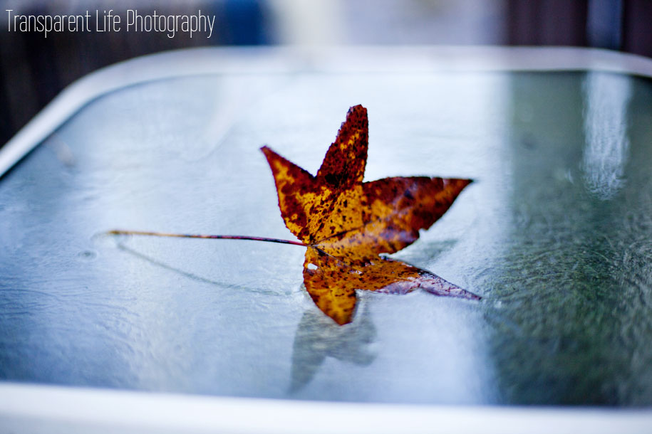 Canon 5D Mark II - Canon 50mm f/1.4 f/1.4 - 1/400 - ISO 400 Kingwood, TX (Houston area)