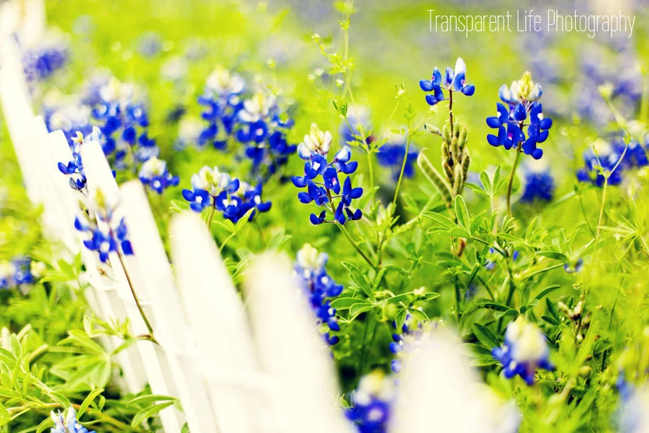 2013-bluebonnets-forblog-01.jpg