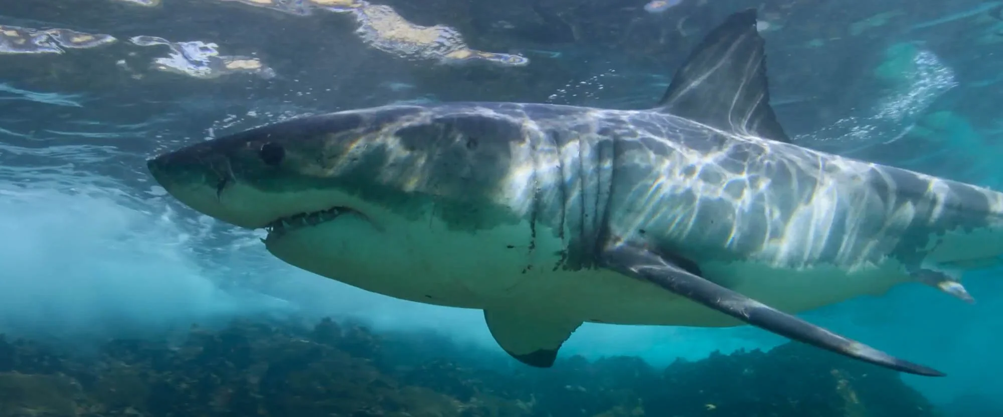 A large shark swimming underwater near the ocean floor.