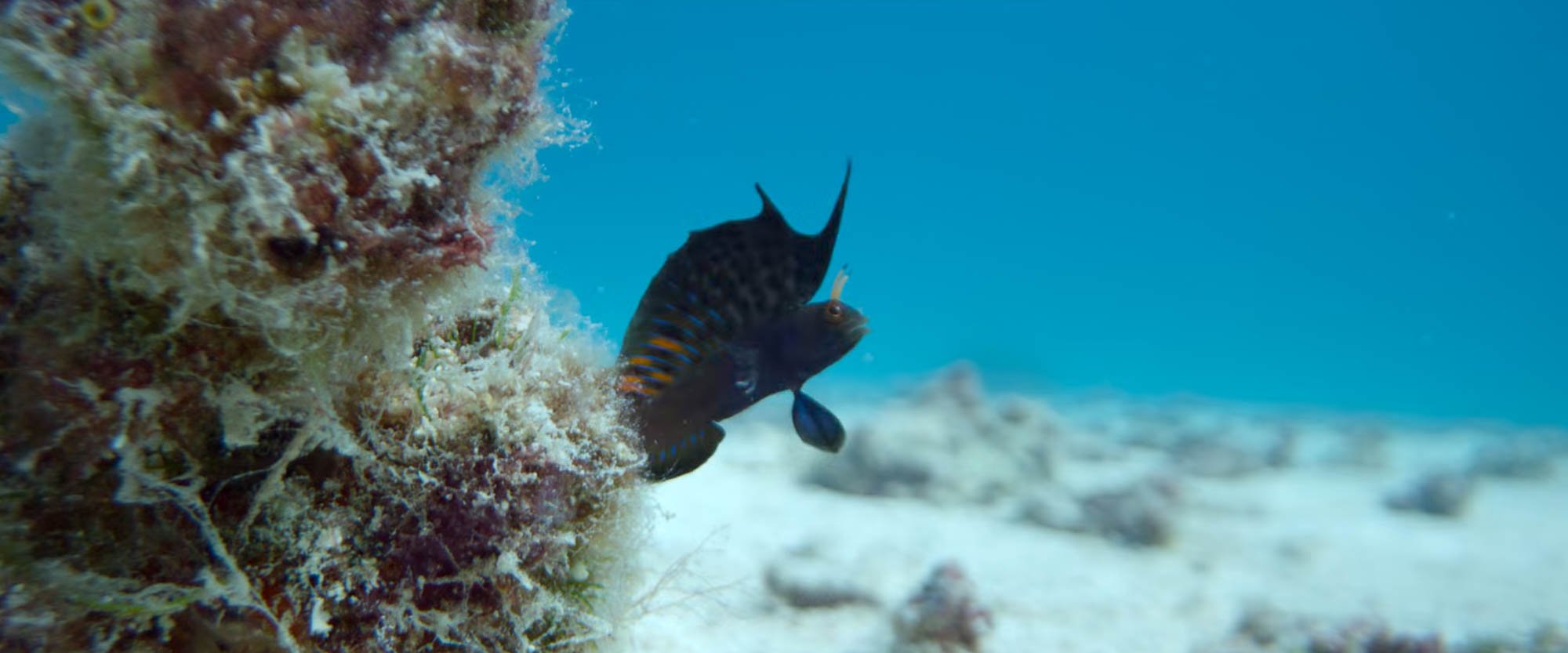 A fish with dark body and blue and orange accents near a coral reef in clear blue water.