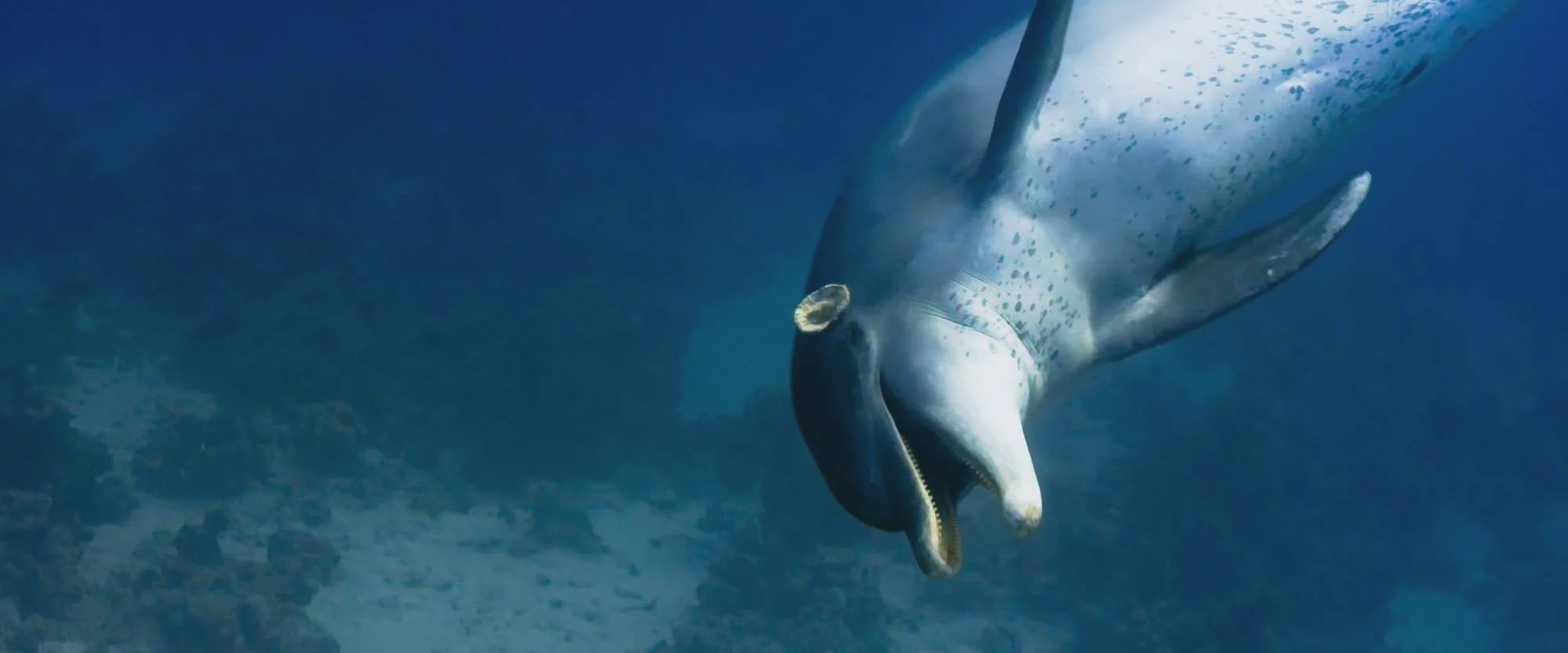 A hammerhead shark swimming underwater.