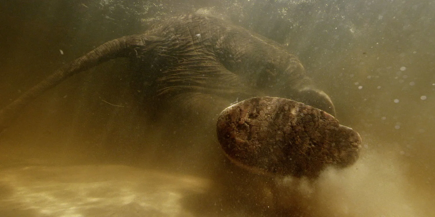 Roger Horrocks 11 Wildlife Cameraman National Geographic.jpg