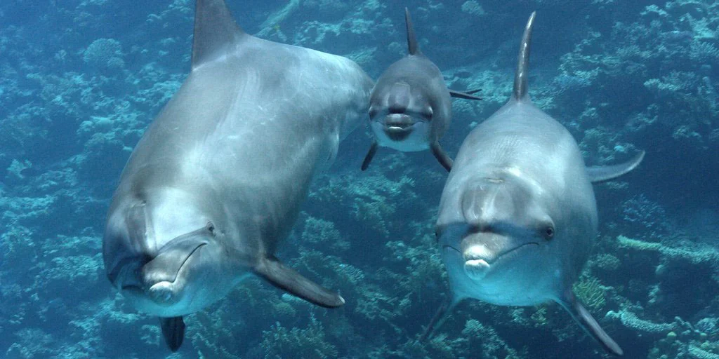Blue Planet 2 15.jpg