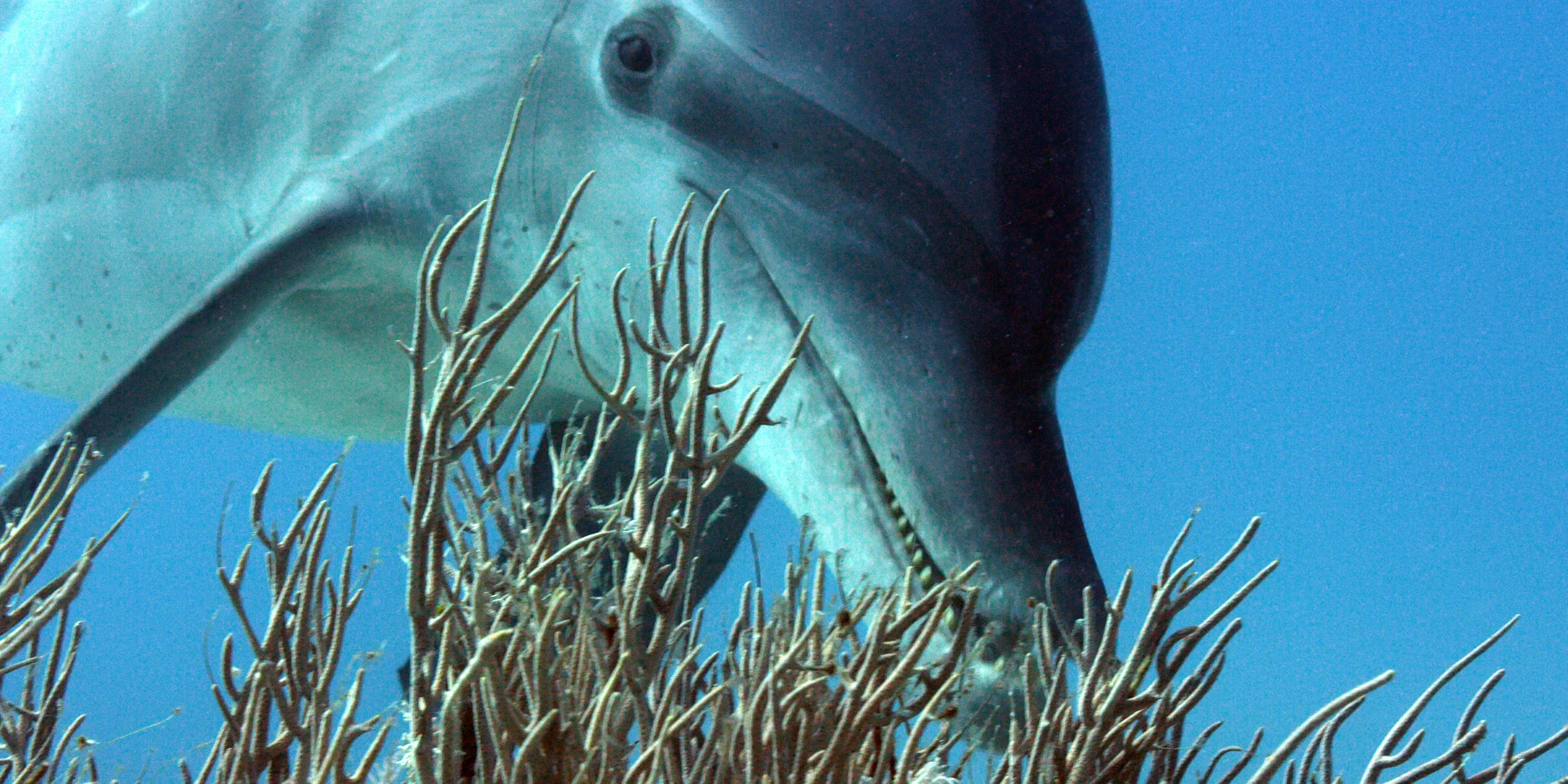 Blue Planet 2 16.jpg