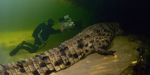 A person in diving gear underwater next to a large crocodile resting on the riverbank.