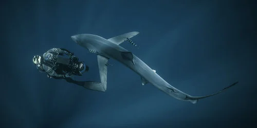Roger+Horrocks+01+Wildlife+Cameraman+BBC+Blue+Planet+2.jpg