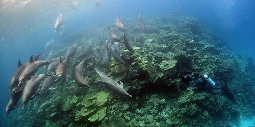 BBC+Blue+Planet+2+Roger+Horrocks+03+Wildlife+Cameraman+BBC+Blue+Planet+2.jpg