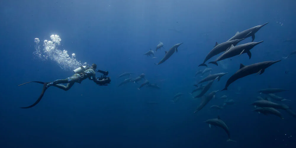 Spinner dolphins, Costa Rica.