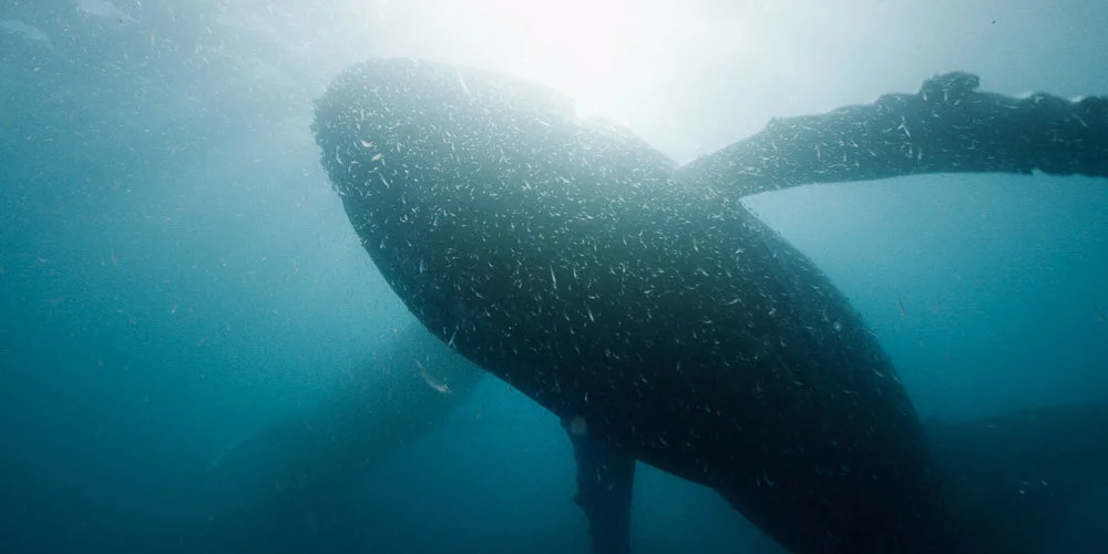 Feeding humpback whales off cape Town, South Africa.