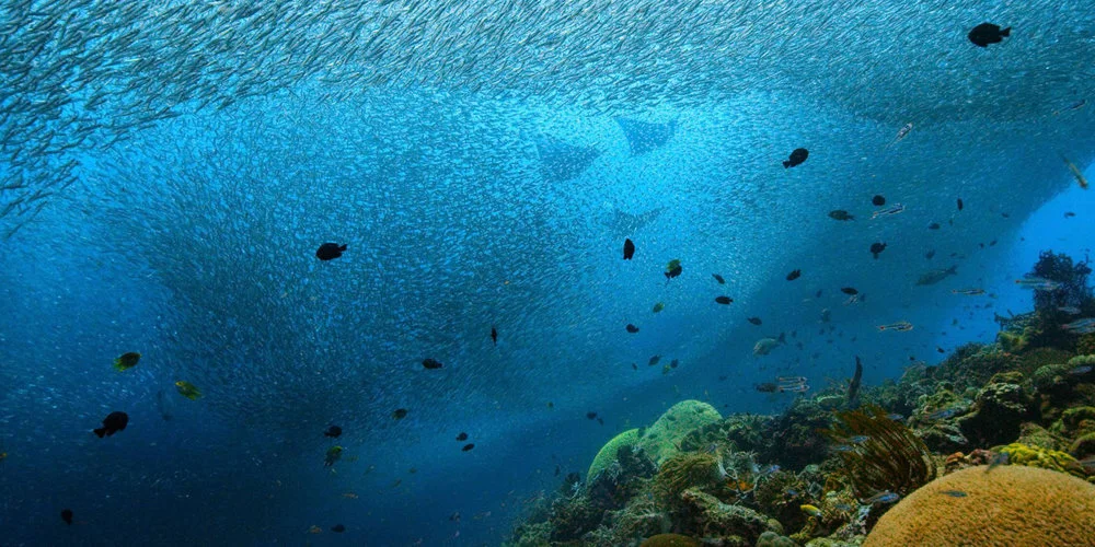 Mobulas and anchovy, Misool, Raja Ampat.