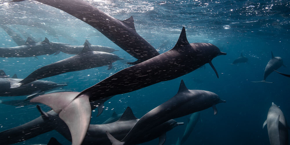 Spinner dolphin off Costa Rica.