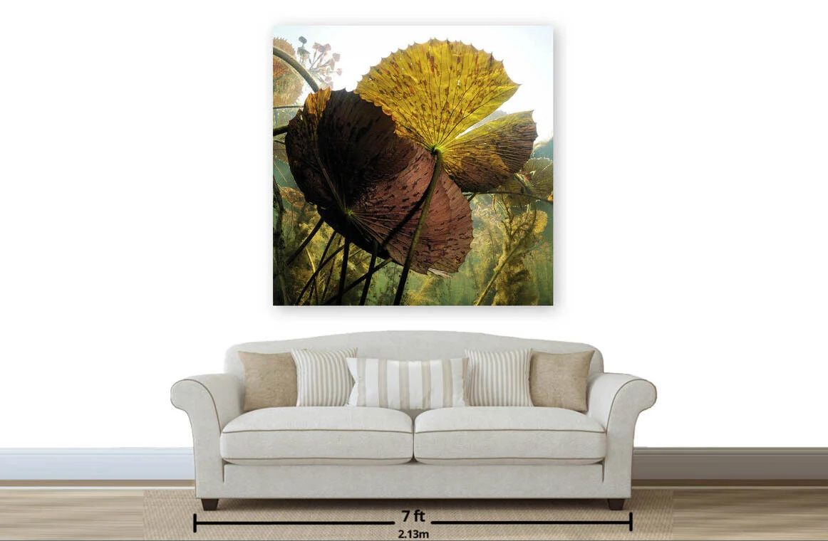 Wall Preview function showing a print of 140cm by 140 cm to scale with a 213cm couch.